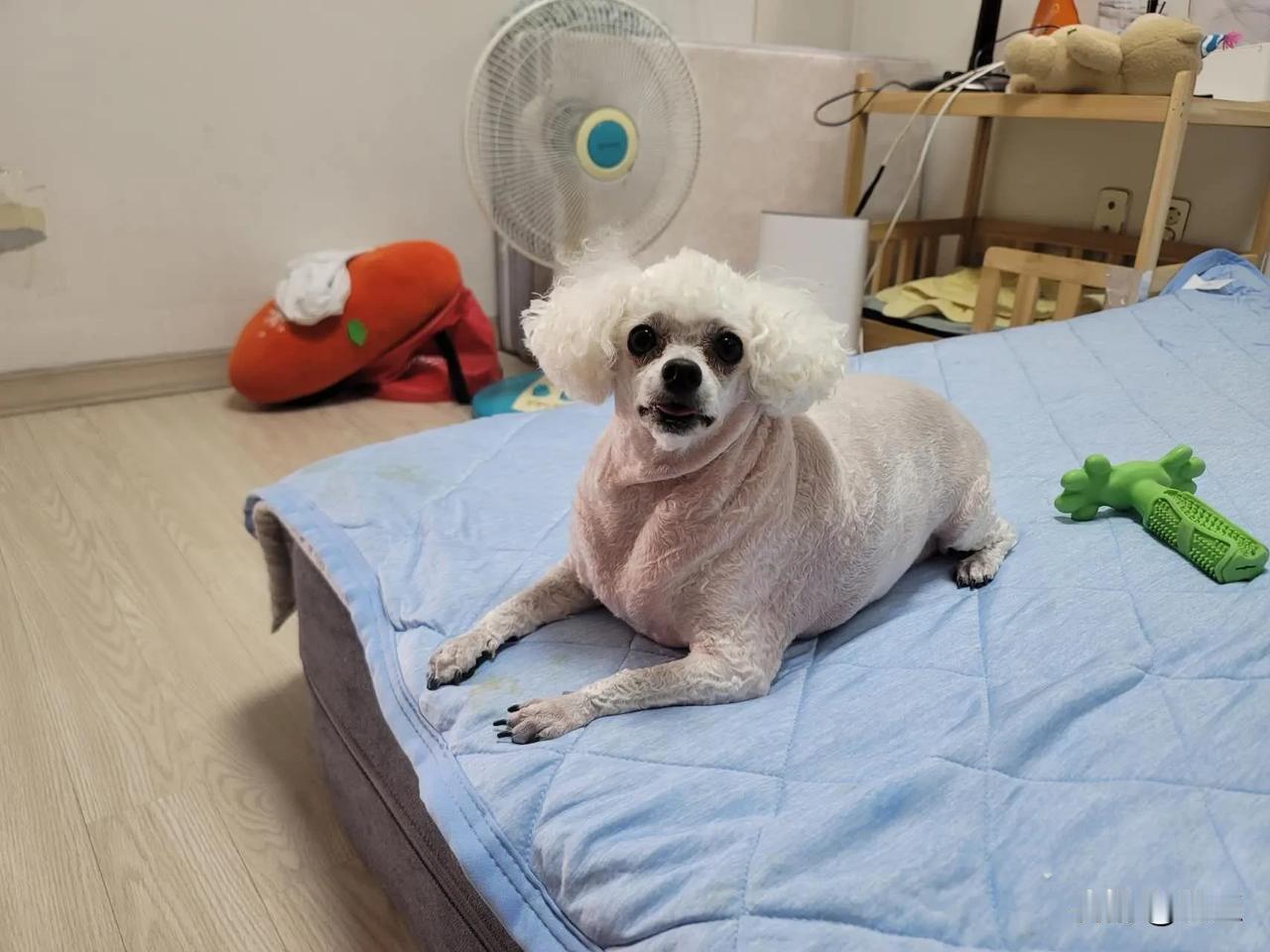 泰迪一日三餐可是不能小视，市场上泰迪狗粮的牌子繁多，价格差距也较大。养狗初期我什
