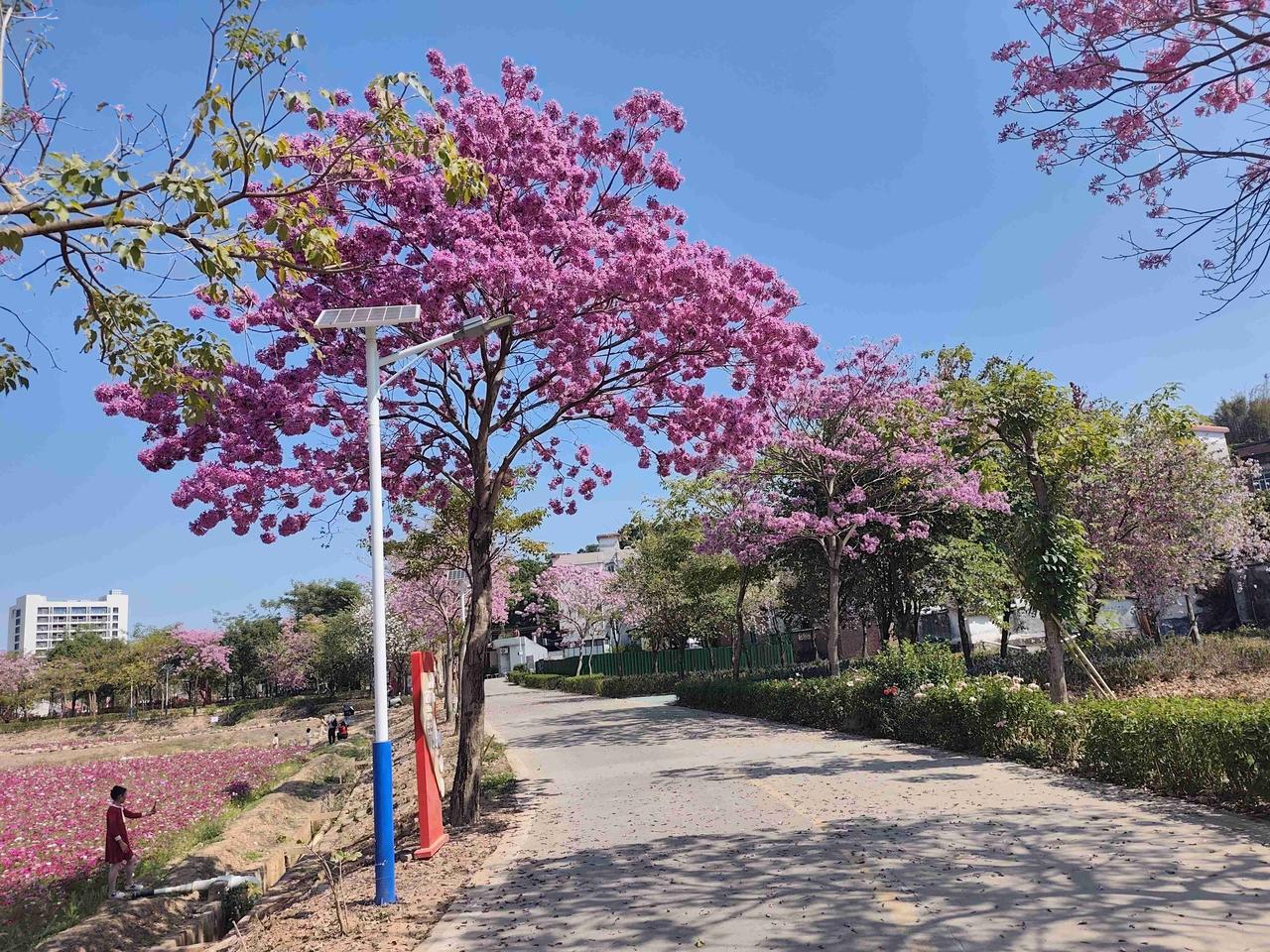 我的今日状态：😁轻松愉快
我这里的天气：☀️晴天
腊月二十七，晴天，茶山寒溪水