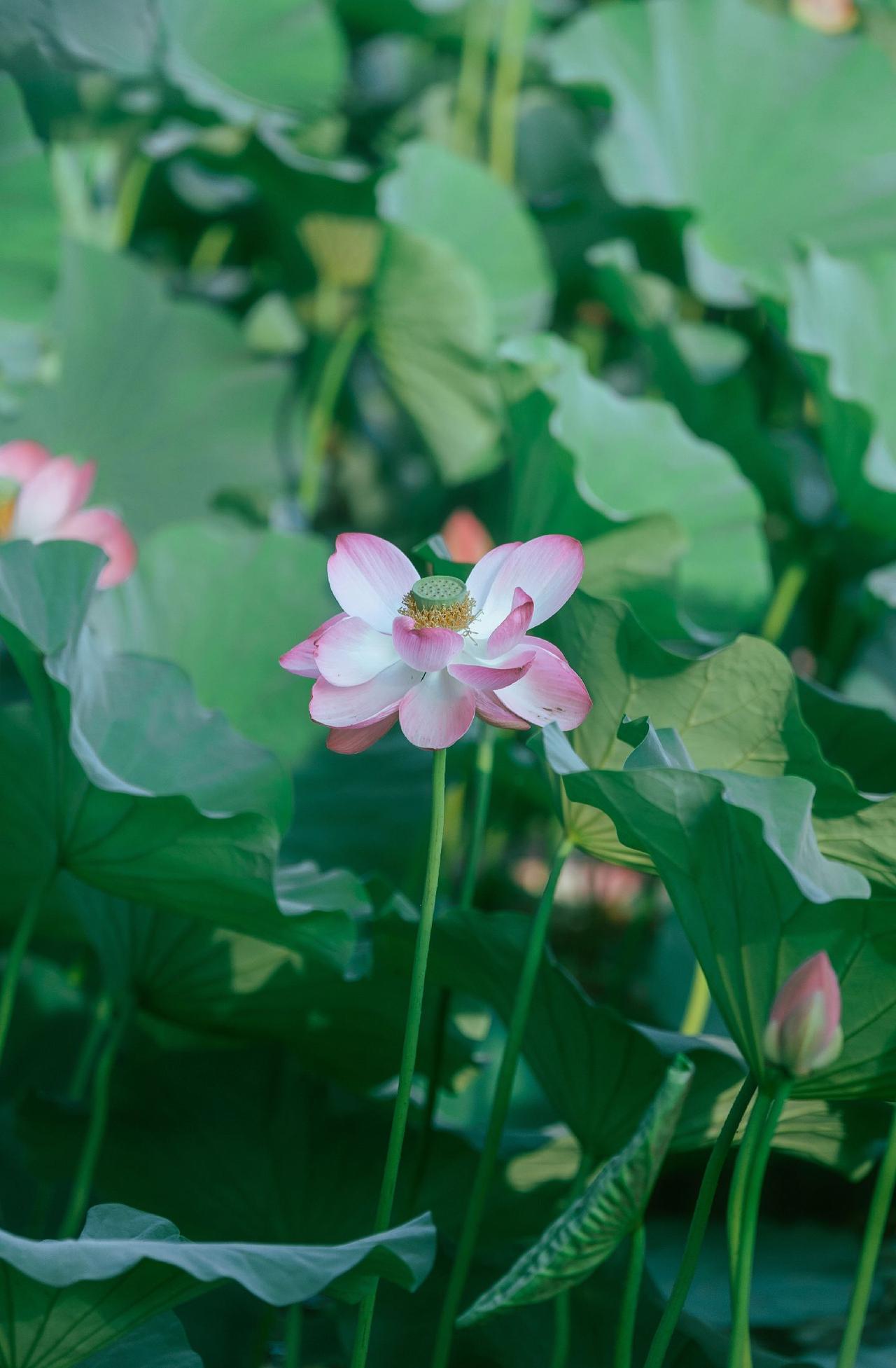 #摄影 #随手拍 #荷花 #我在抖音发笔记 #图文伙伴计划2024