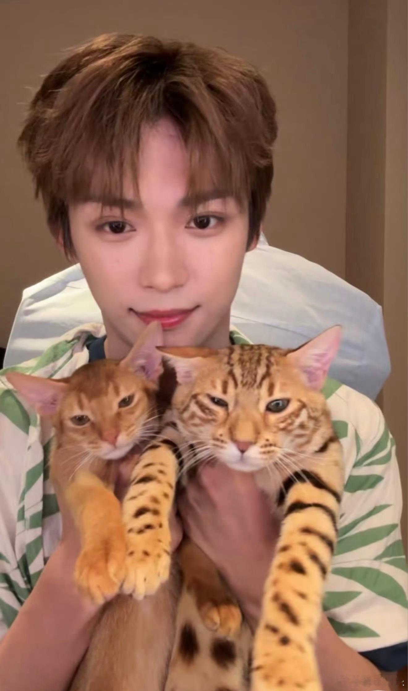 梓渝微博突袭直播了，图上有三只小猫都很可爱，假期后的直播就这样来给YUNI报备了