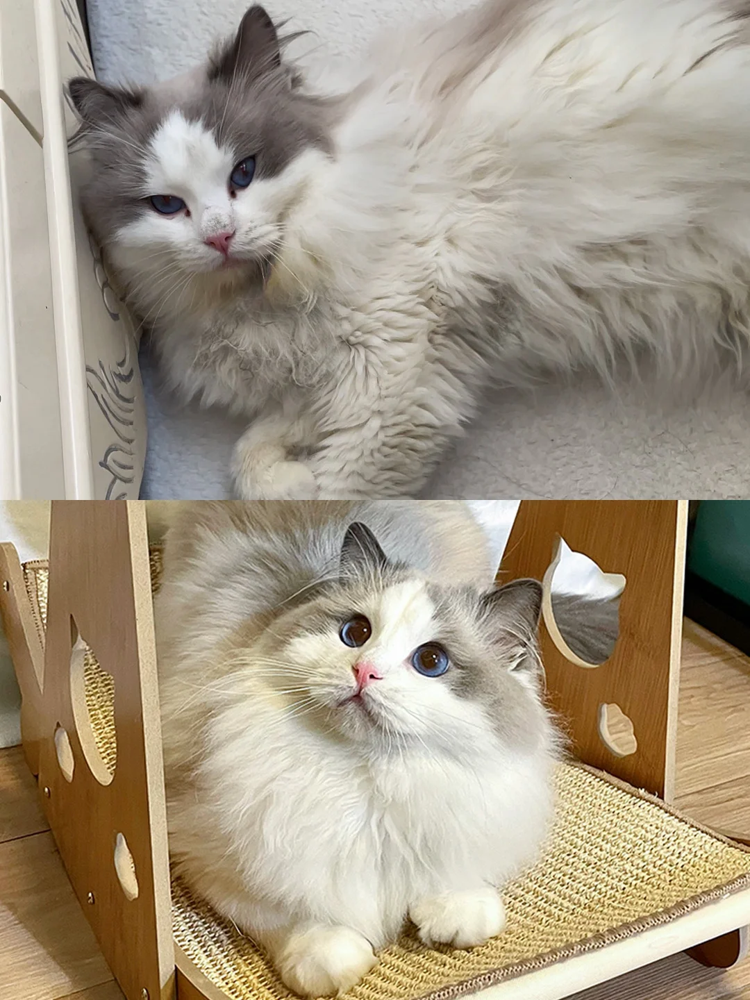 捡来的猫这算是逆袭成功了吗