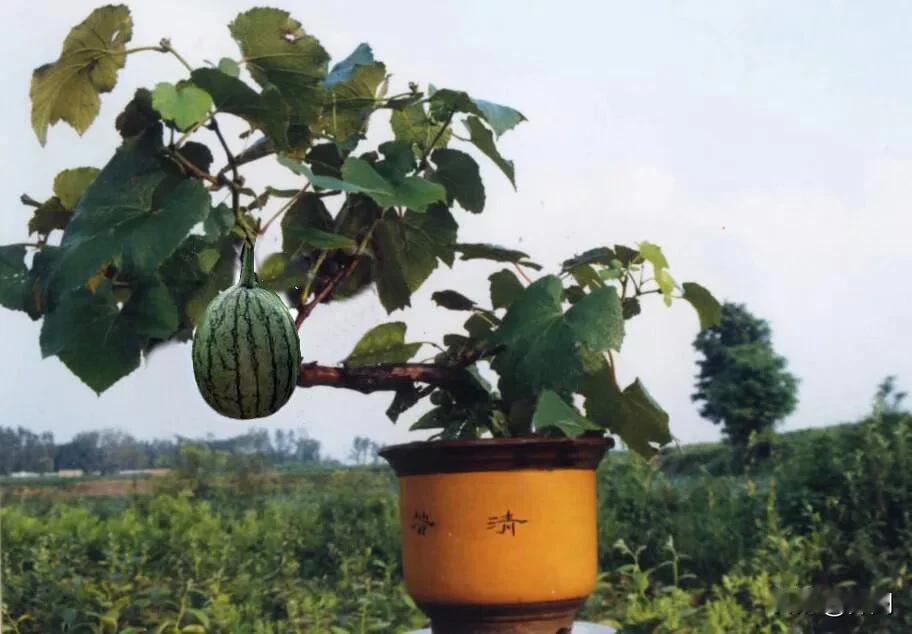 【七绝•一半秋分一半秋】
一半秋分一半秋，园中果子光溜溜。
儿童哭讨村姑笑，老汉