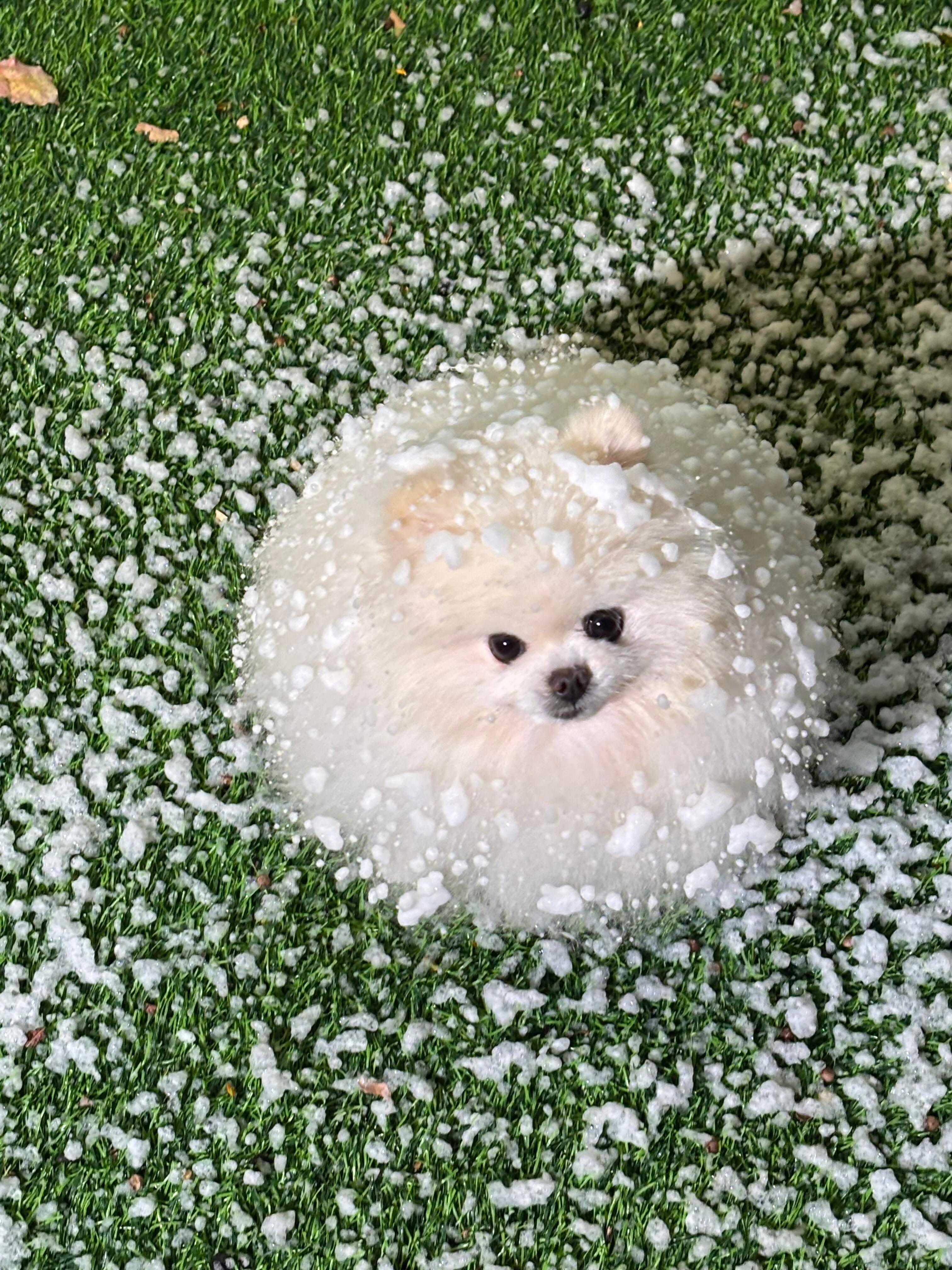 没吃早饭的小可爱可以吃一块汪汪雪饼 