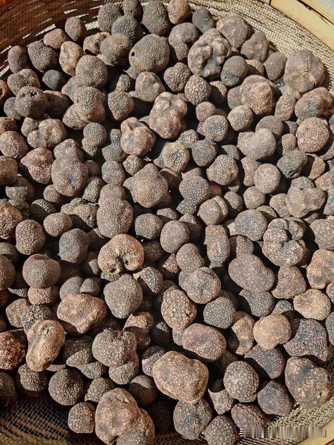 实话实说，松露产自我的家乡大山里，松树下的，但是我没有挖过，也没有吃过，只是看到