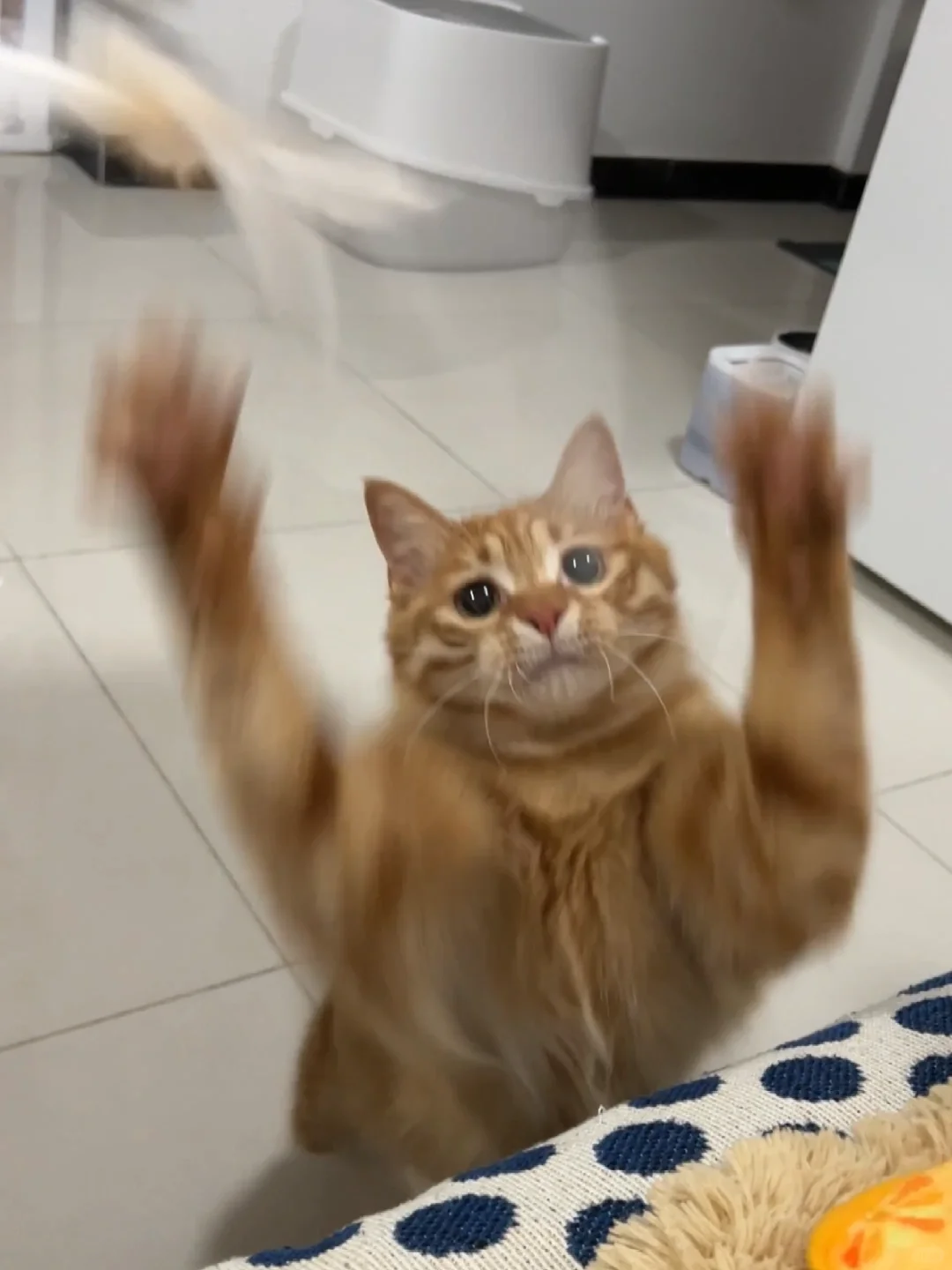 功夫小瓜
