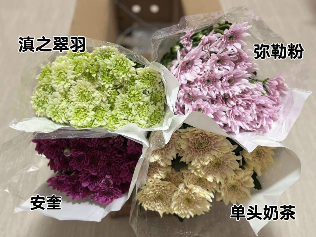 夏天总要养一次小菊吧🌼