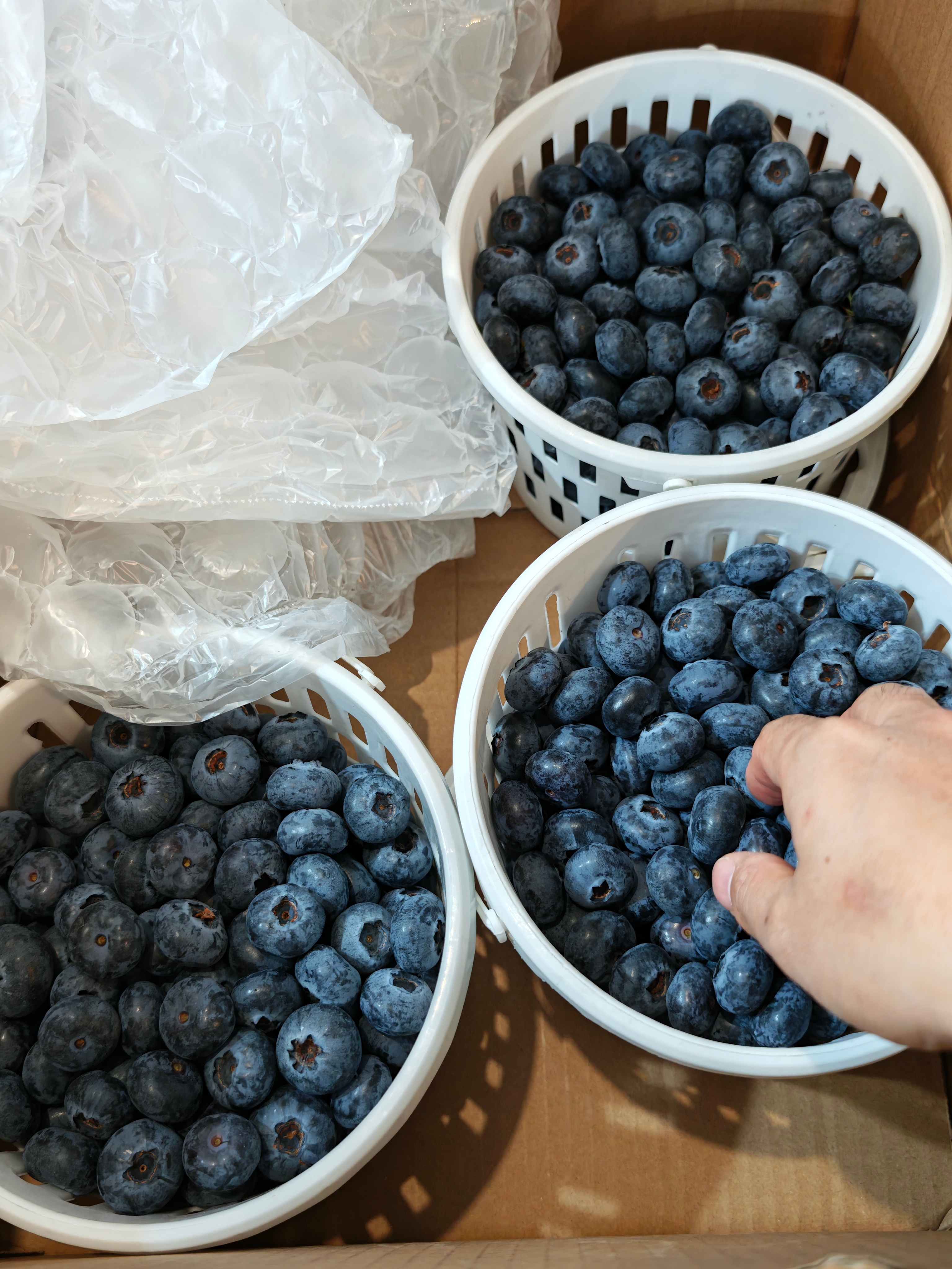 昆明蓝莓基地刚摘的新鲜蓝莓人肉送到了重庆，这么多怎么吃得完。