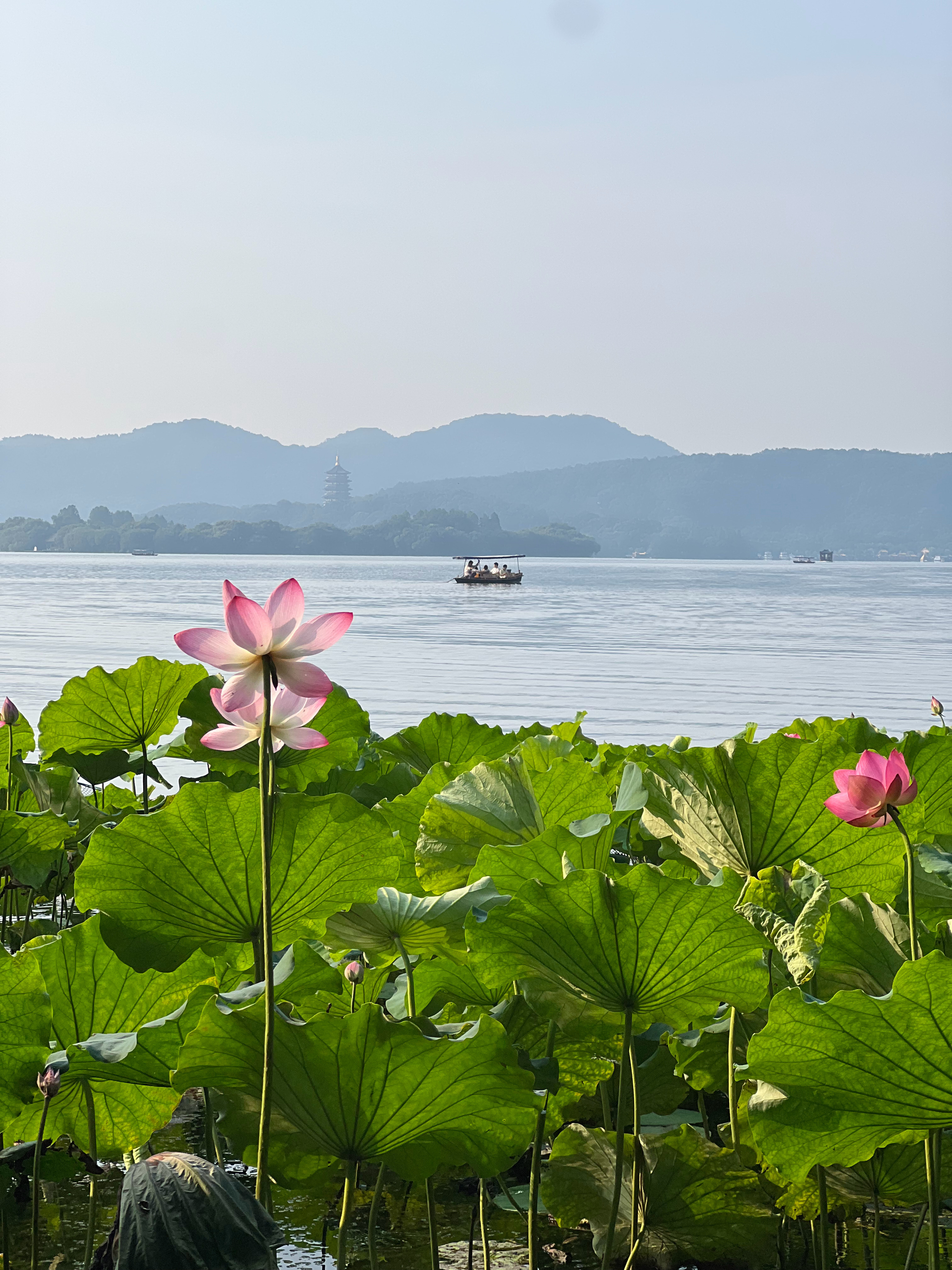 西湖入夏，荷风正好。祝大家好运莲莲