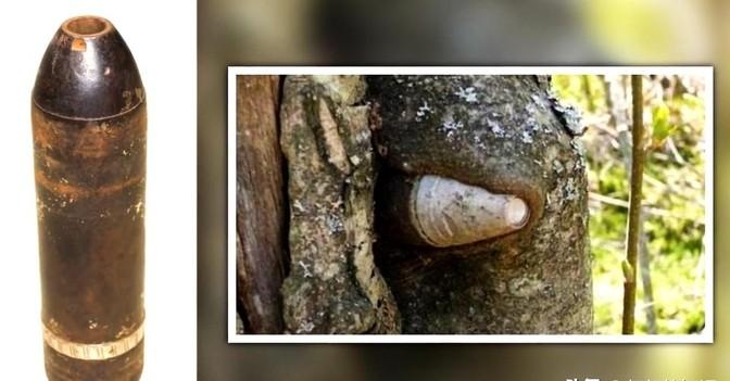 1980年7月，美国佐治亚州，一位伐木工正在森林里工作，在锯倒一颗橡树后被惊呆了