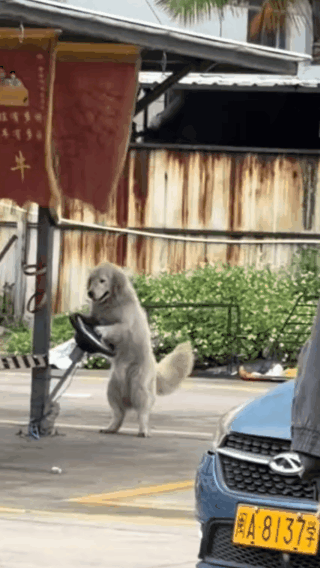 ？？？？这福州哪个驾校的狗？