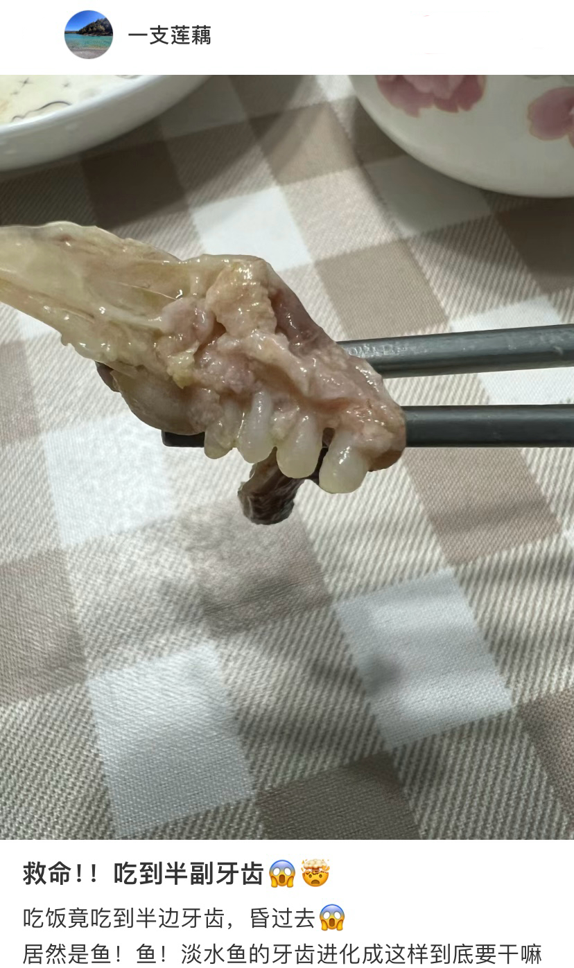 吃到了鱼的半边牙齿🦷#新年快乐漫游指南# ​​​