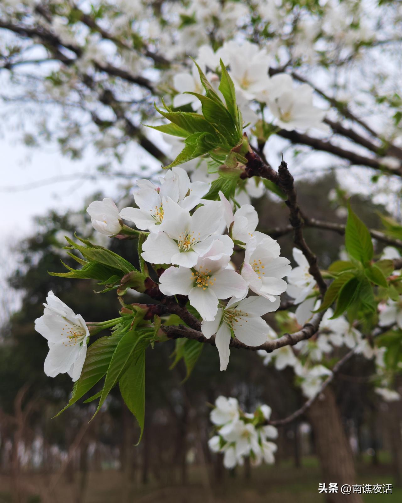 春天也是花儿密集开放的季节，这是我在农村和城市公园和住宅小区拍的各色花朵，仿佛城