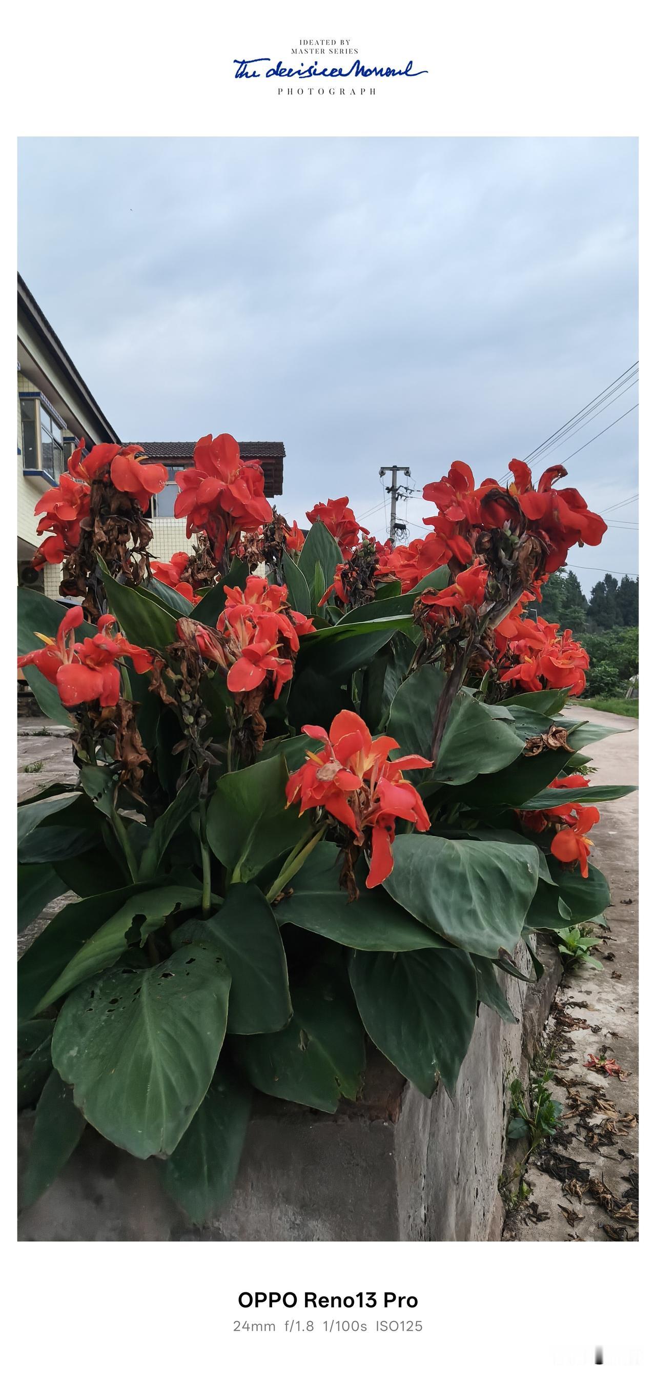 今年在家乡，我终于又见到了阔别多年的“状元红”——我们这一代人心里，最艳、最野的