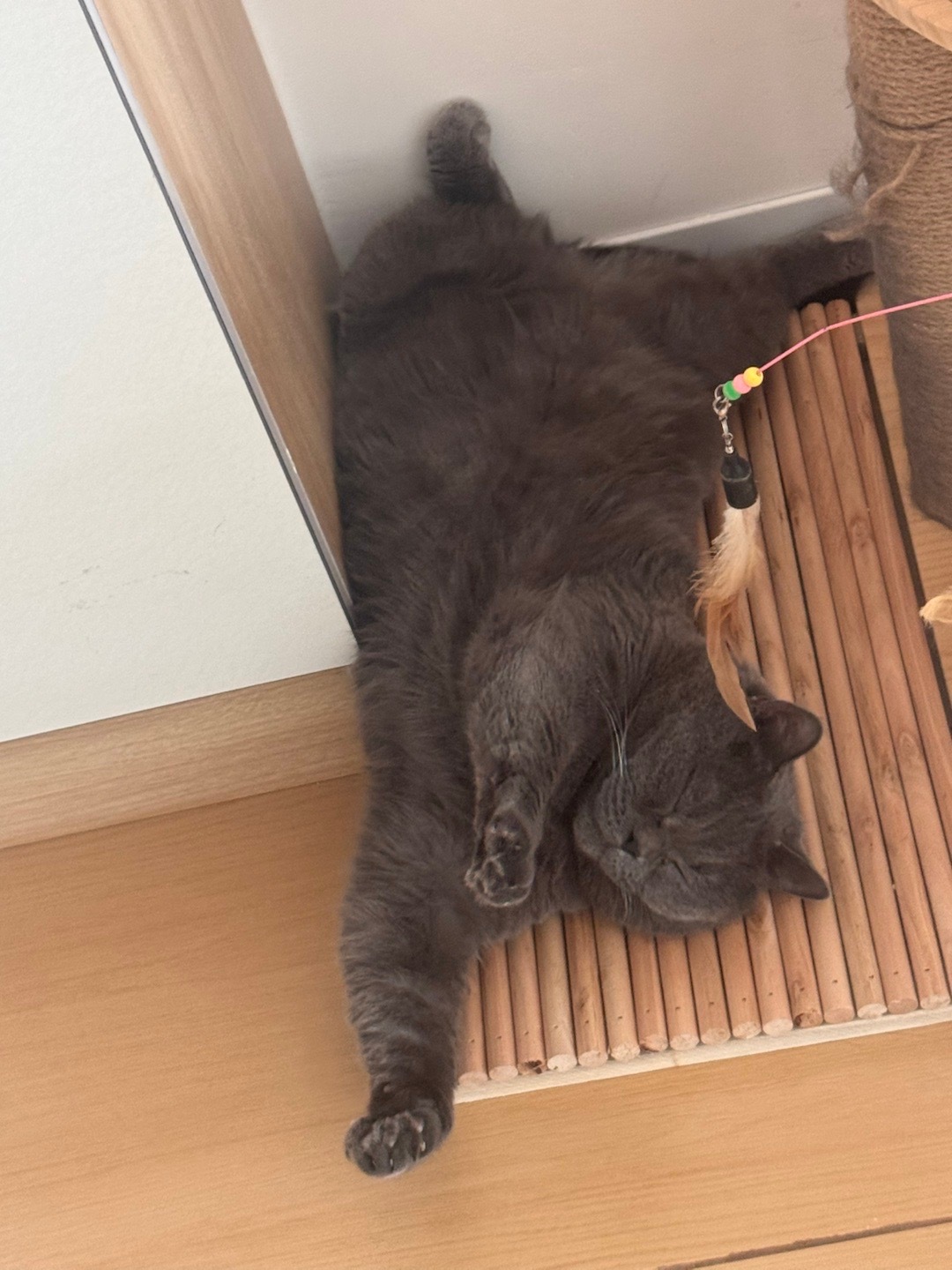 慵懒小蓝快看呀这是我的小猫