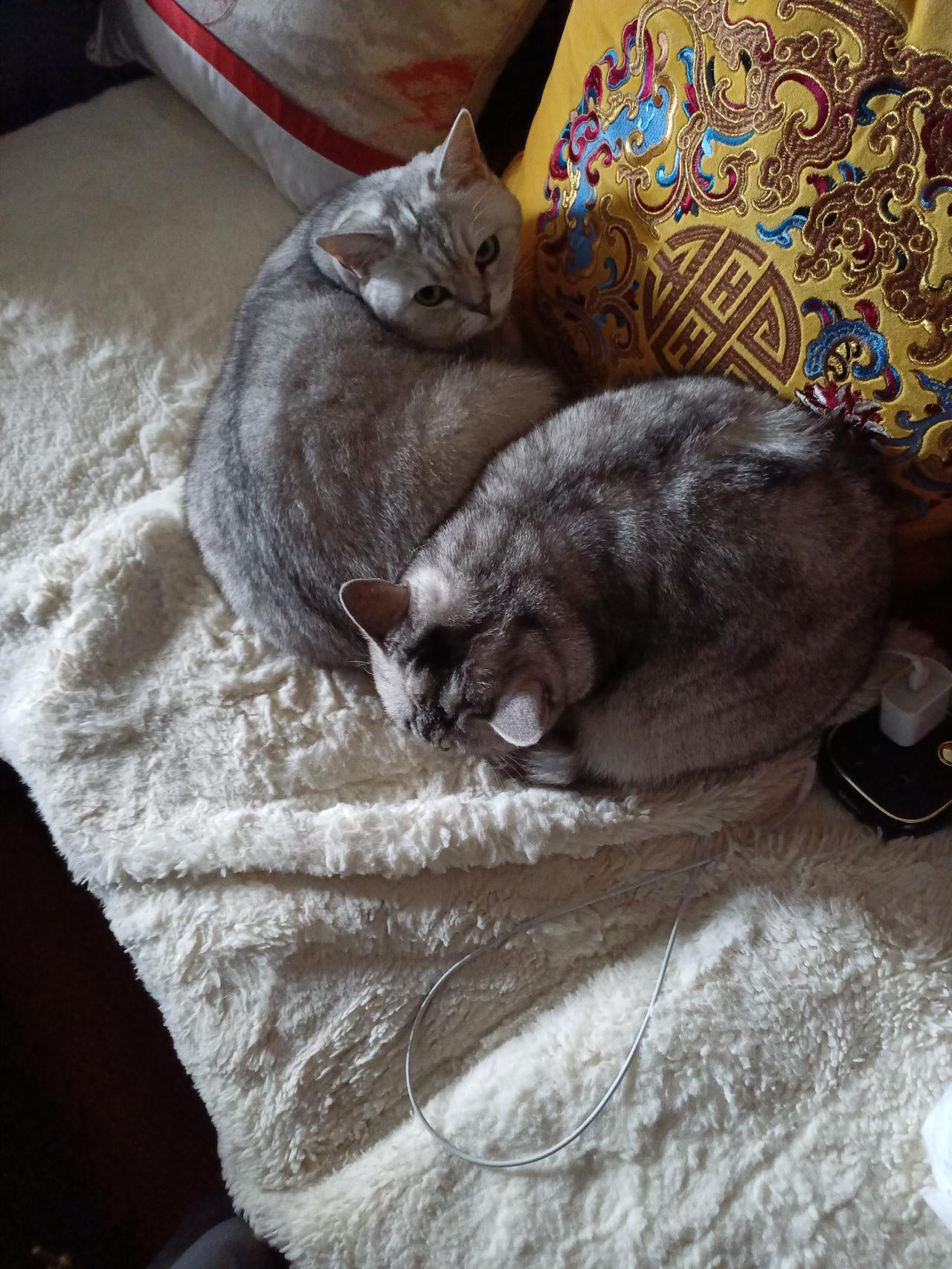 最近天气有点冷，莎丽、皮点缩成一团，相依为命。