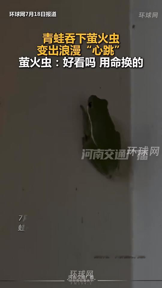 夜晚超奇幻一幕！小树蛙一口吞下萤火虫，薄薄的肚皮透出暖黄微光，跟着呼吸一明一暗跳