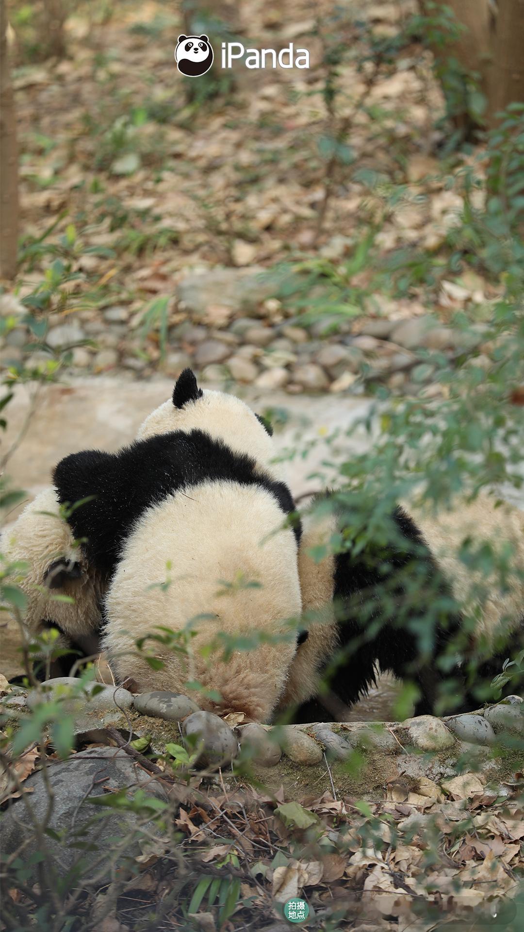 快别打啦，好好的一池水都要被你们搅浑咯[允悲][允悲] #熊猫趣图# #iPan