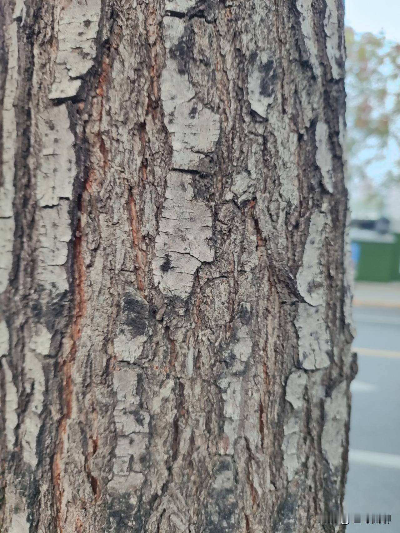 偶感
人好君莫羡，
成事能无难？
高树顶朝天，
为生满驳斑，
敢于破束茧，
方得