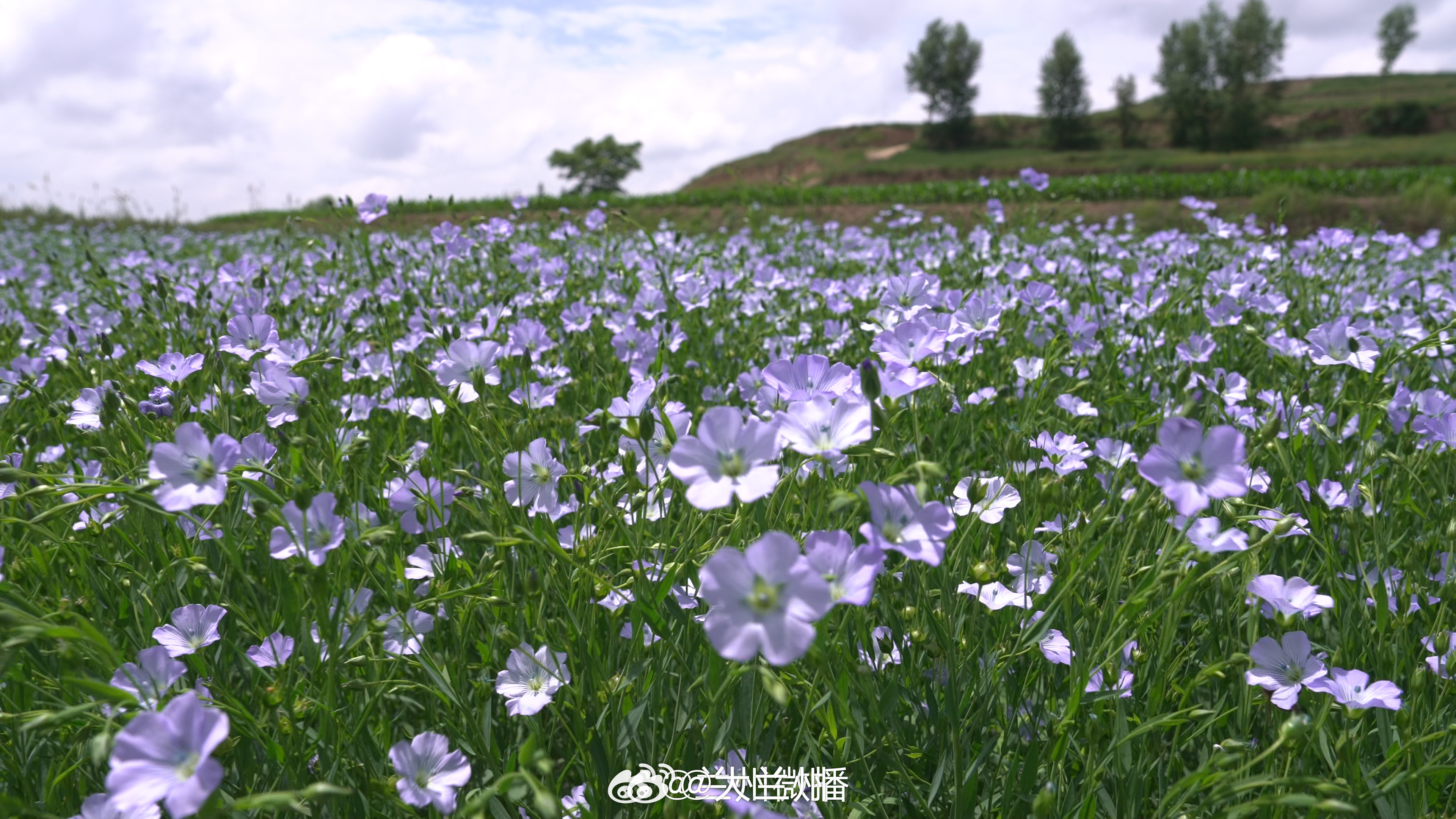 静宁胡麻花开满山野同城热点创作计划仲夏时节，静宁县曹务镇店子村梯田花海如约而至。