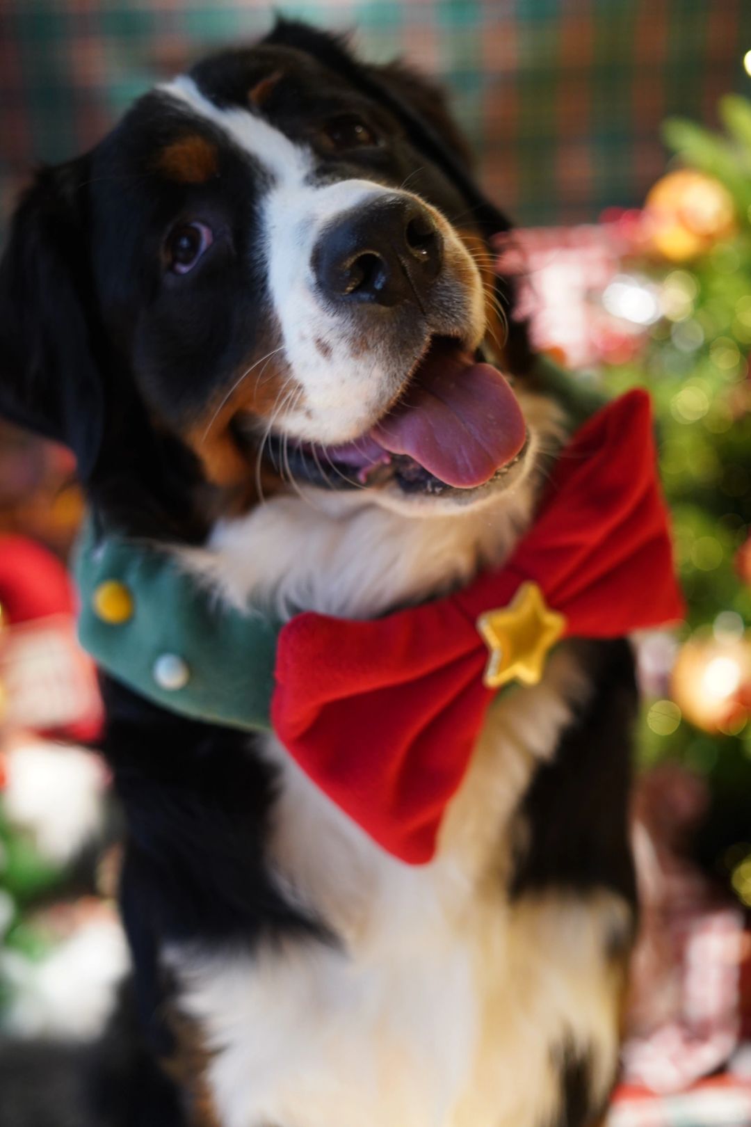 Merry Christmas🎄