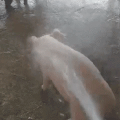 表情包[超话] 猪洗得挺开心的样子…… 