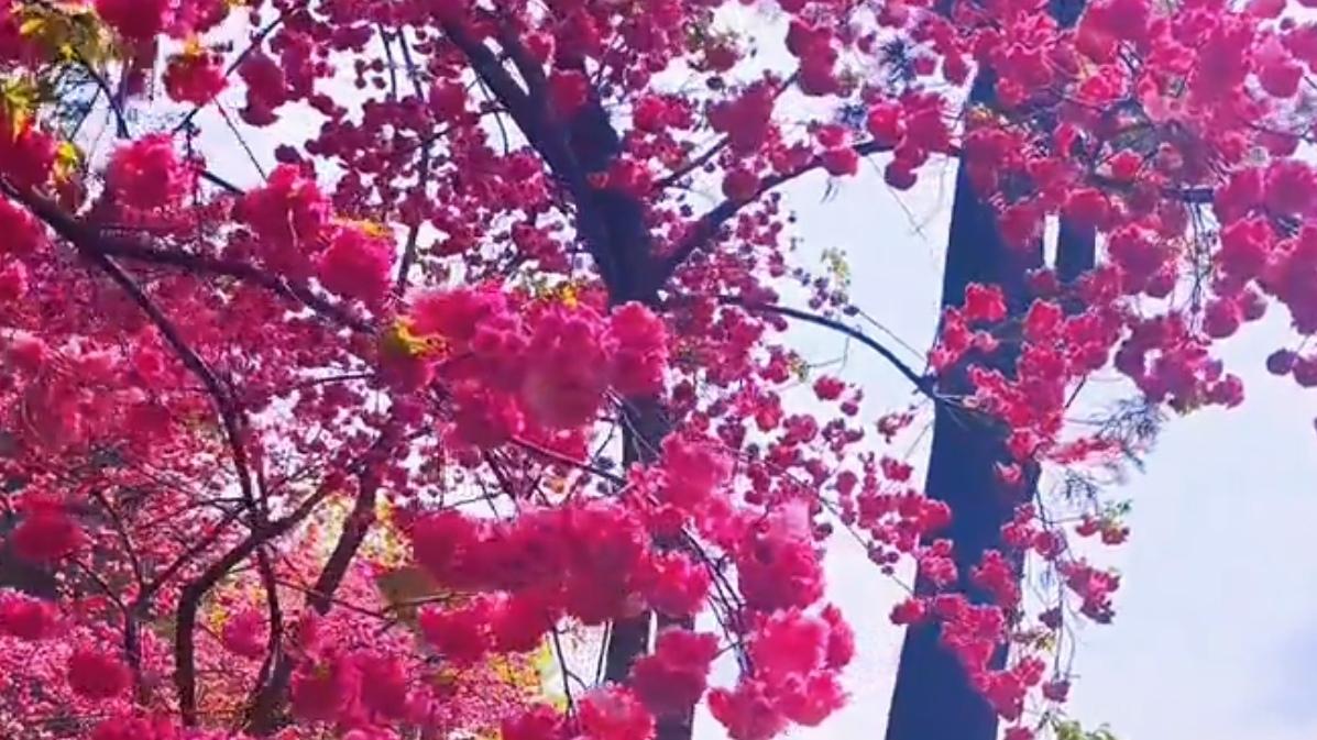 🔥昆明樱花刷屏！这才是春天该有的样子。三月昆明，樱花把整座城酿成粉色童话。圆通