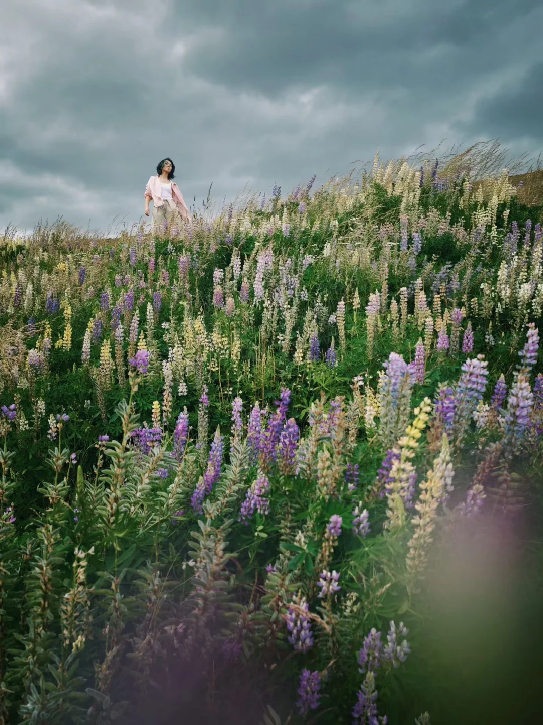 新西兰2月旅行 | 竟然还能遇到鲁冰花的尾巴