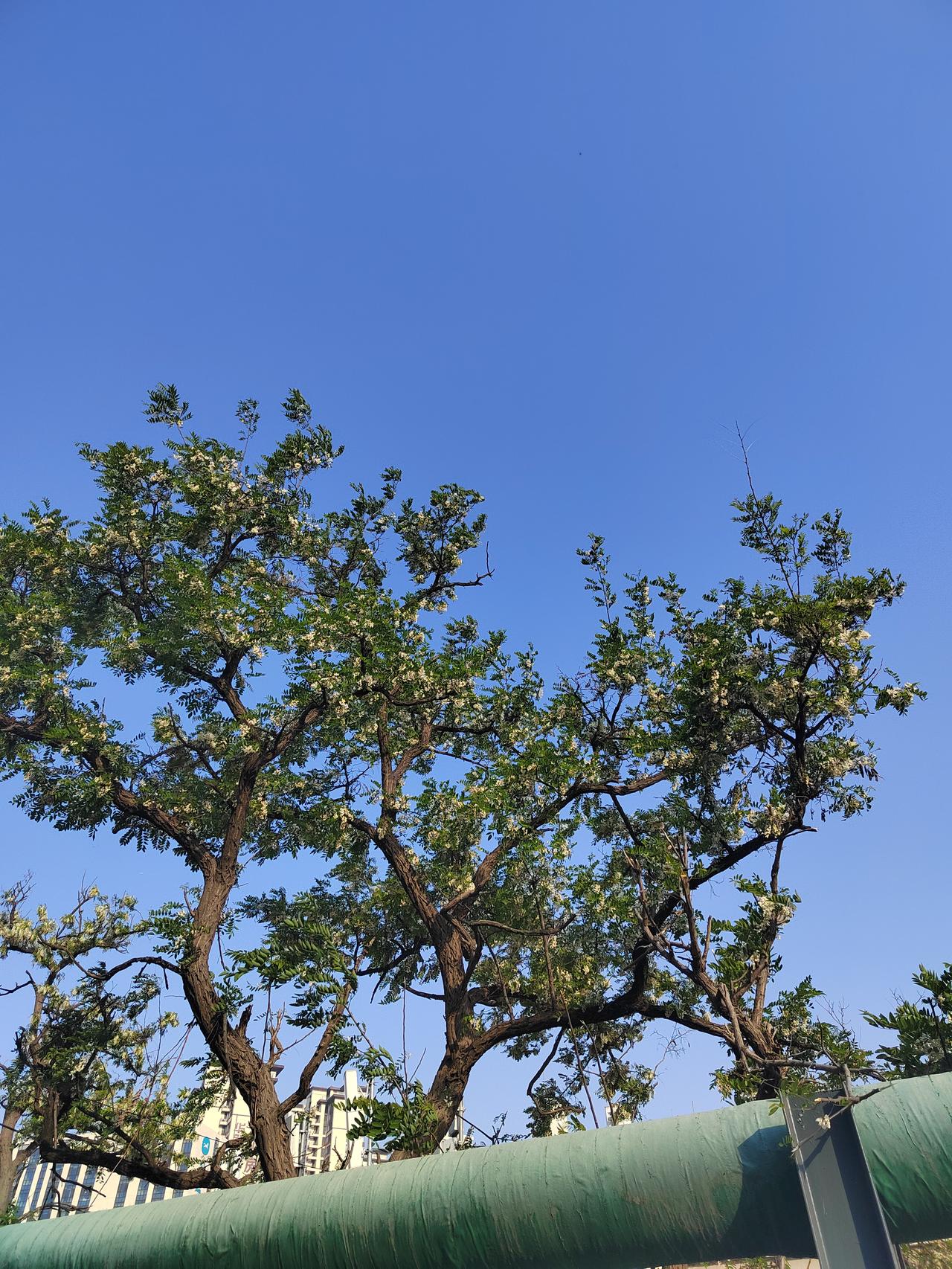 槐花开的和未开的,哪种更好吃呢?爱吃槐花的都知道诀窍！全开、花苞都不如半开的槐花
