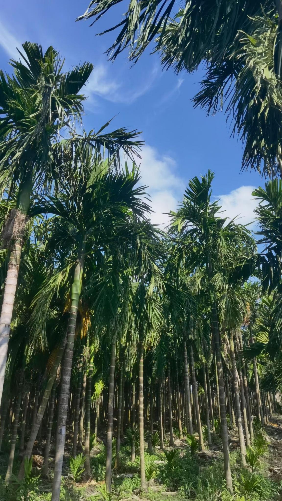 退休不要轻易说出来，这句话听起来或许有点奇怪，但细细品味，却隐藏着深刻的人生智慧