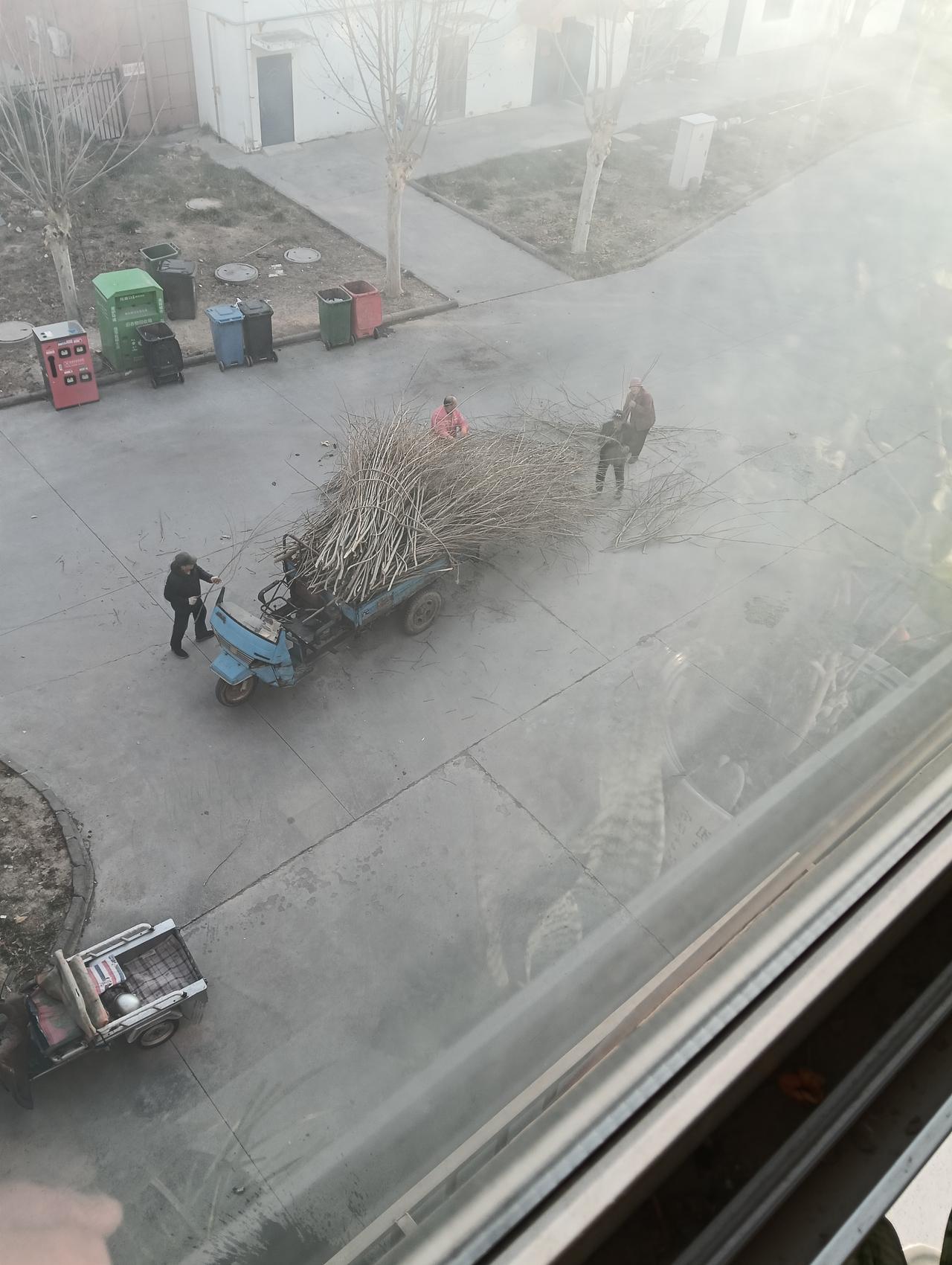 元旦收树人，你知道一斤多少钱？