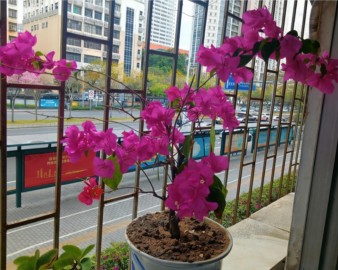 今日分享随手拍照片