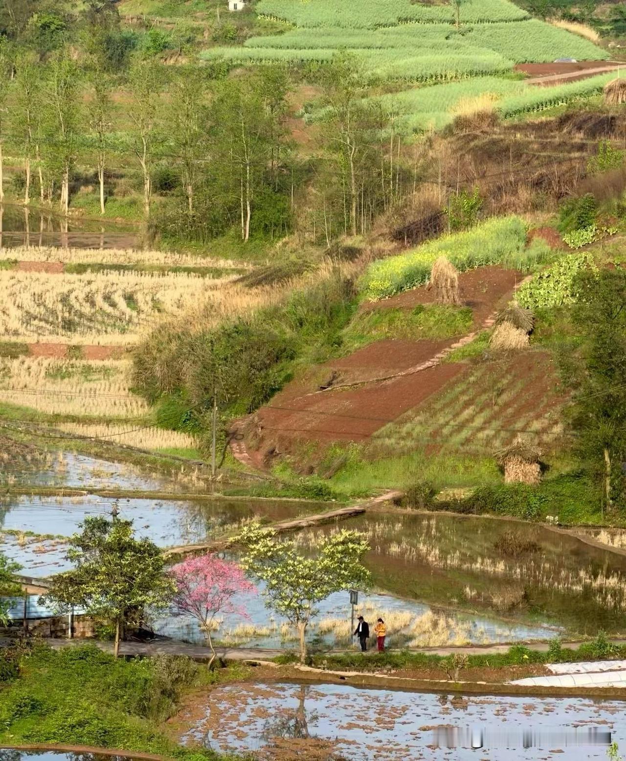 这是藏在乡间小道上的最美风景
一弯梯田，一坡庄稼地，一陇道坎，绿油油的草地做底，
