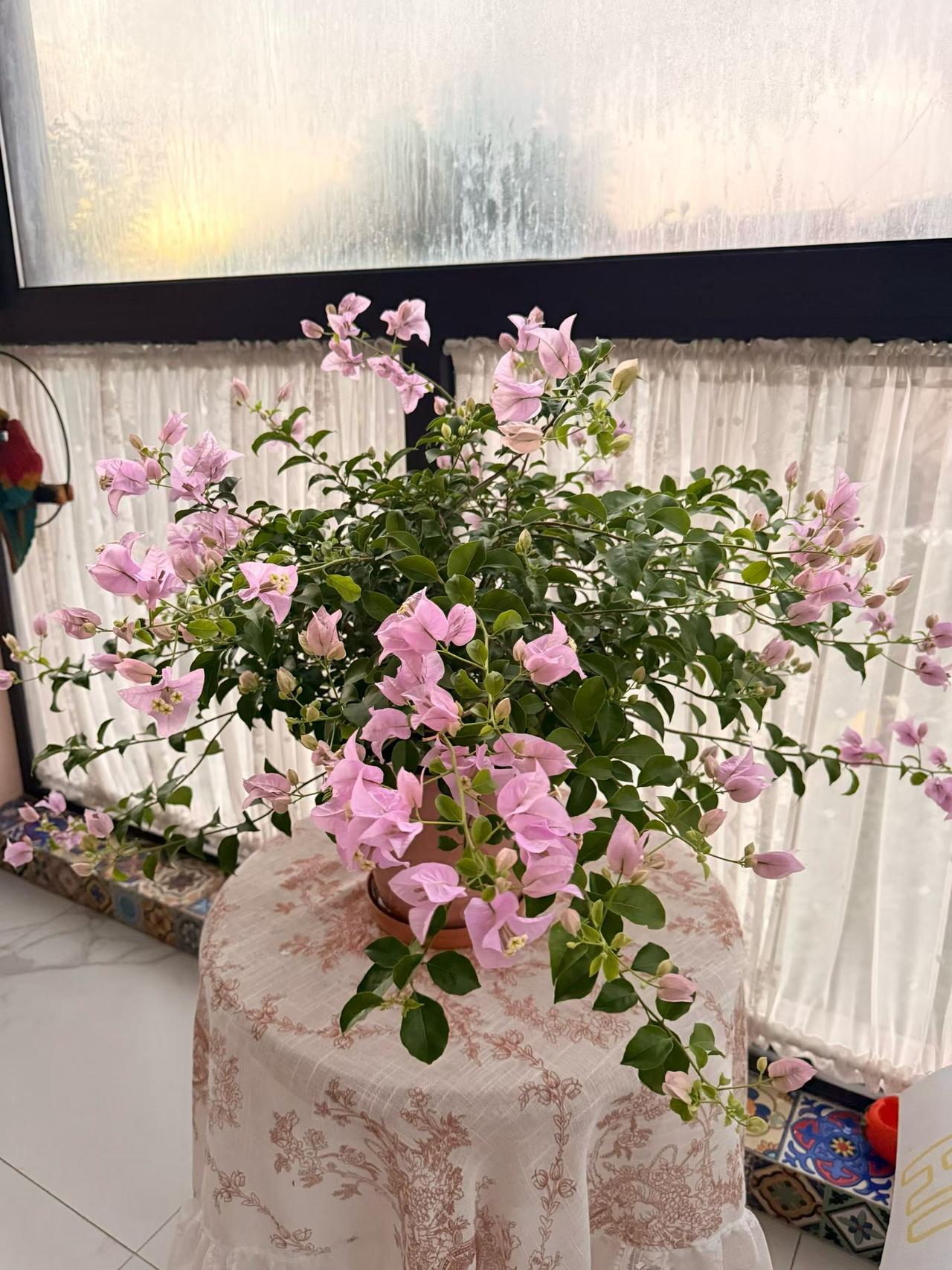 居家劳作：紫衣是三角梅里开花小能手……
爱上种！