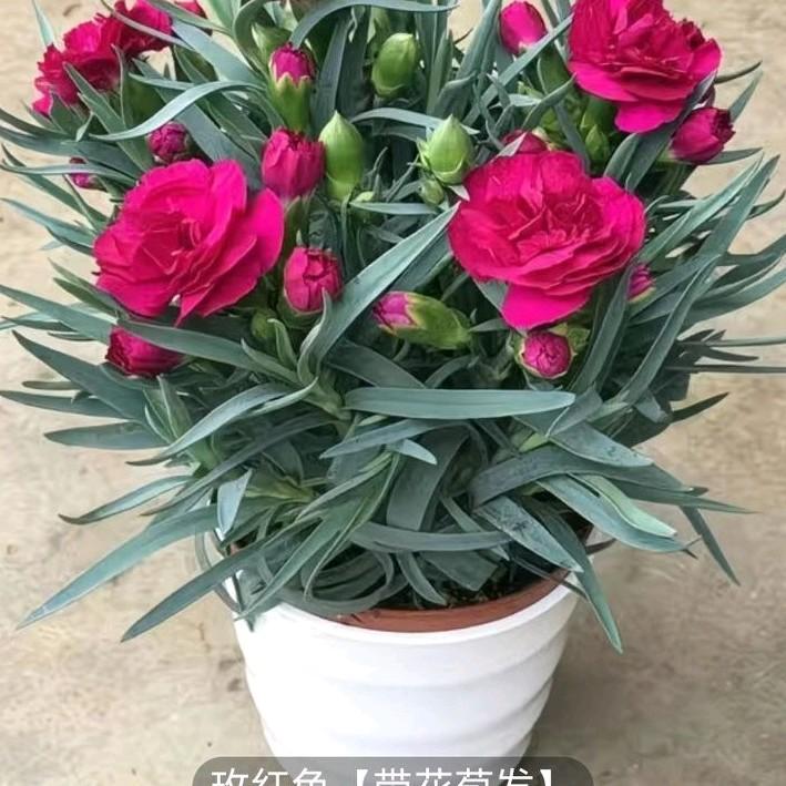 花朵艳丽
花色迷人