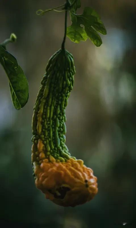 不少菜友发现没，苦瓜忘了采摘，外皮发黄、瓜芯变红，没法吃了该咋防？

苦瓜成熟速