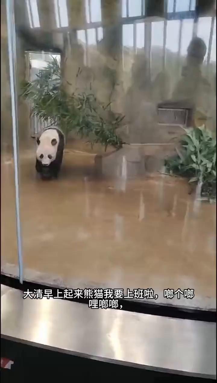 大清早上起来熊猫我要上班啦，啷个啷哩啷啷，窗外那么多人看得我都不好意思了，你们都