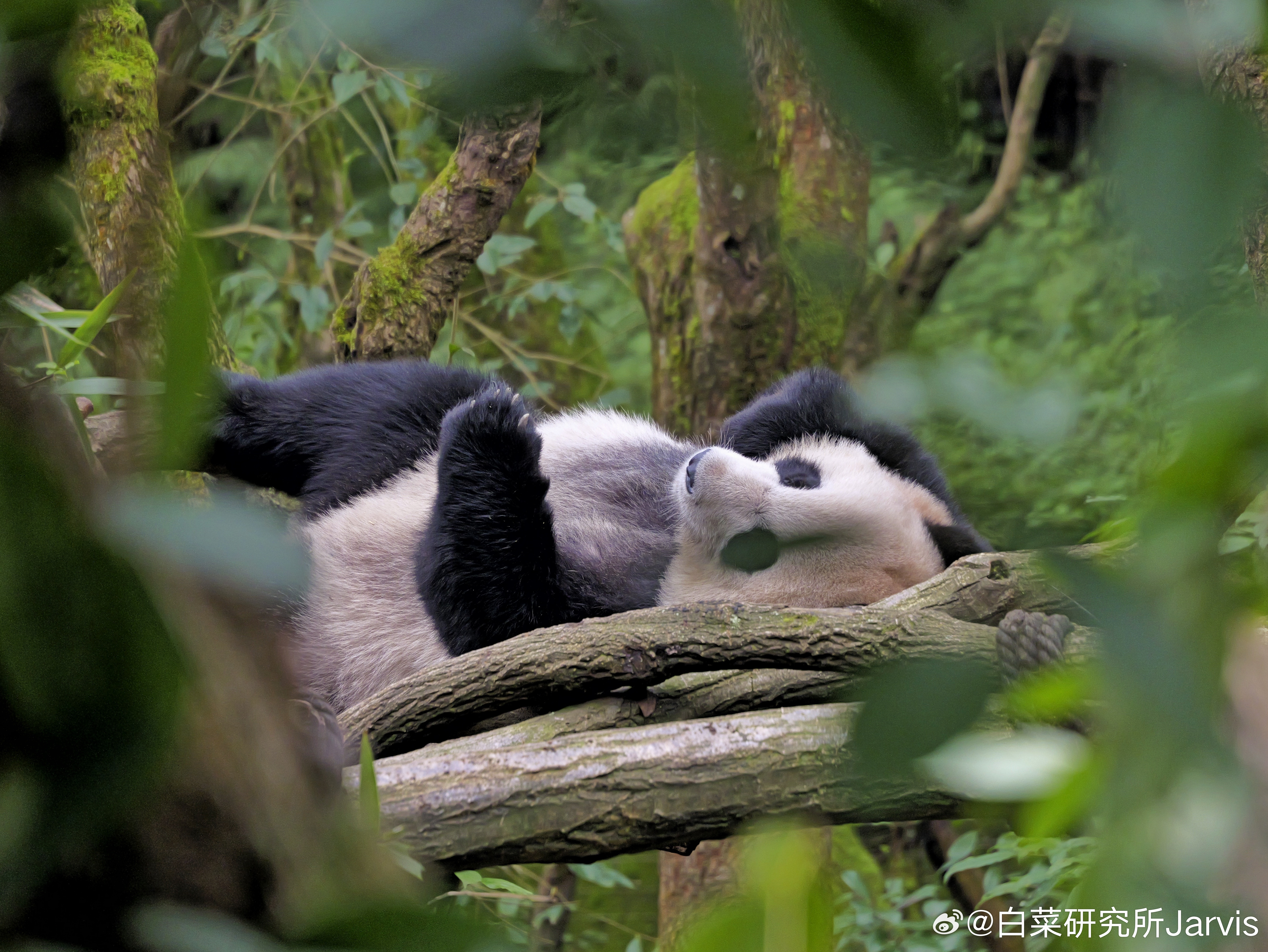 好玩，酋知鱼，新知博主，果然也是知乎出来的呀，我就说有点面熟呢，以前混知乎的时候