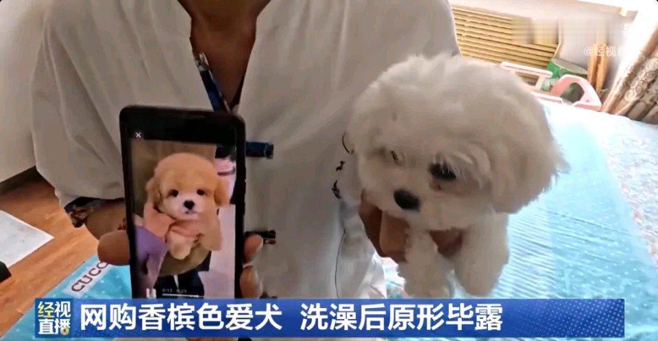 哈尔滨的张先生可太惨了，花1400元网购“香槟色”小狗，结果遭遇大骗局。
他在朋