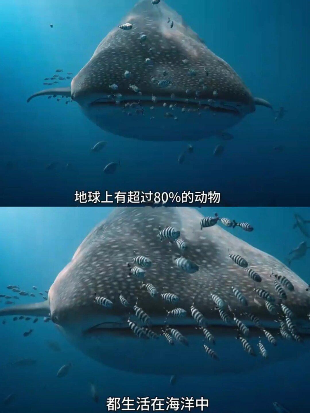 开播就9.7的高分❗纪录片的天花板❗