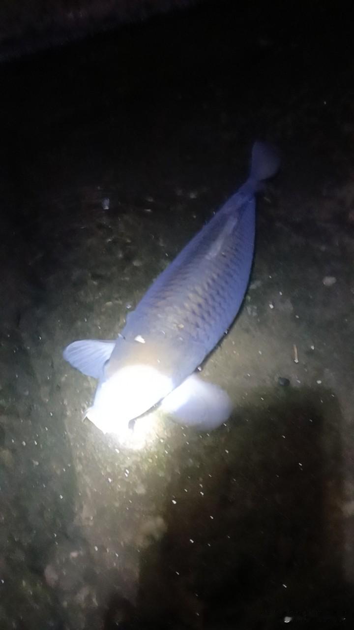 四月野钓封神！双破个人记录，老矶竿也能上巨物！🎣
 
这个四月，绝对是我野钓生