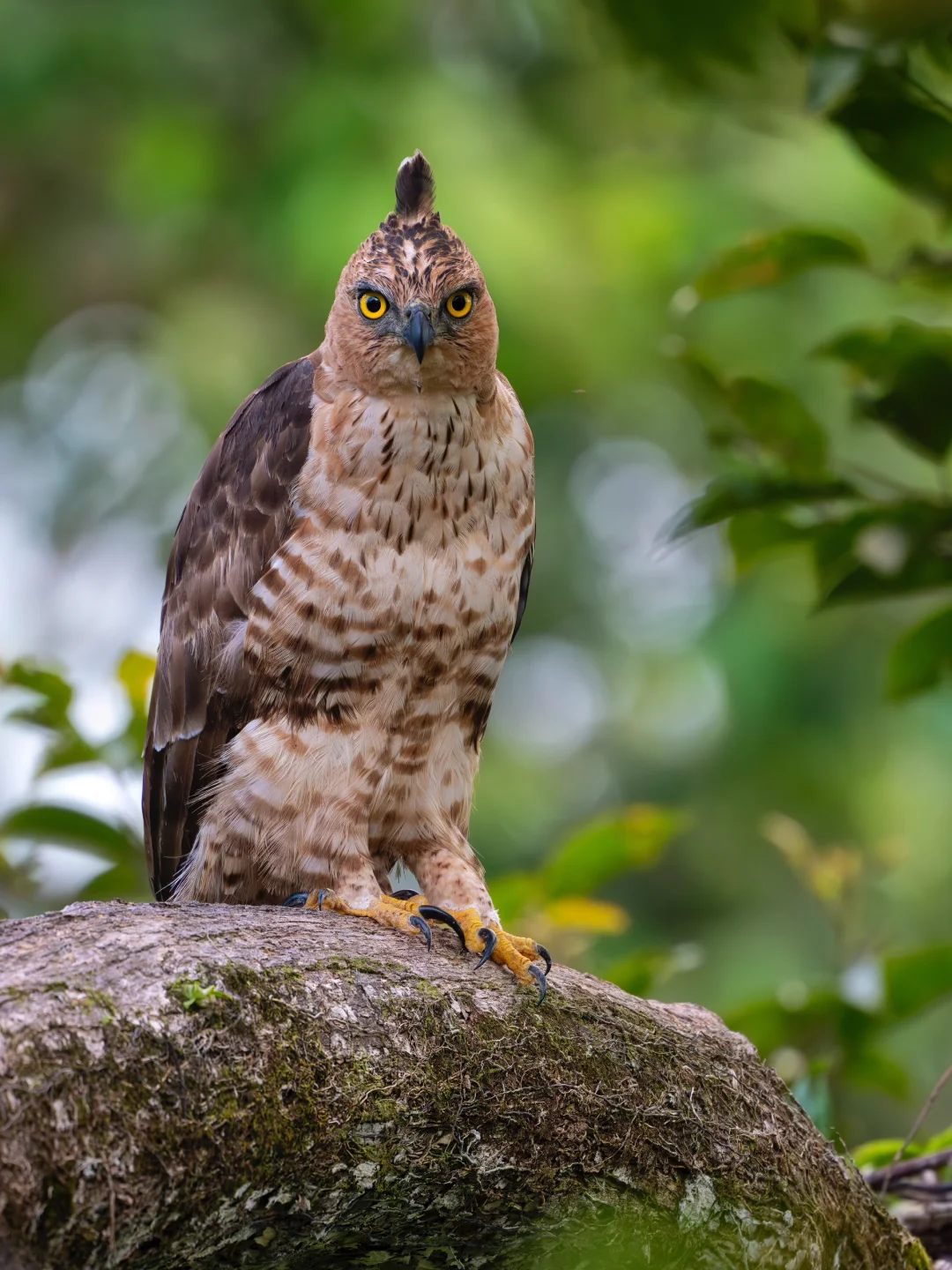 暗光也能纤毫毕现