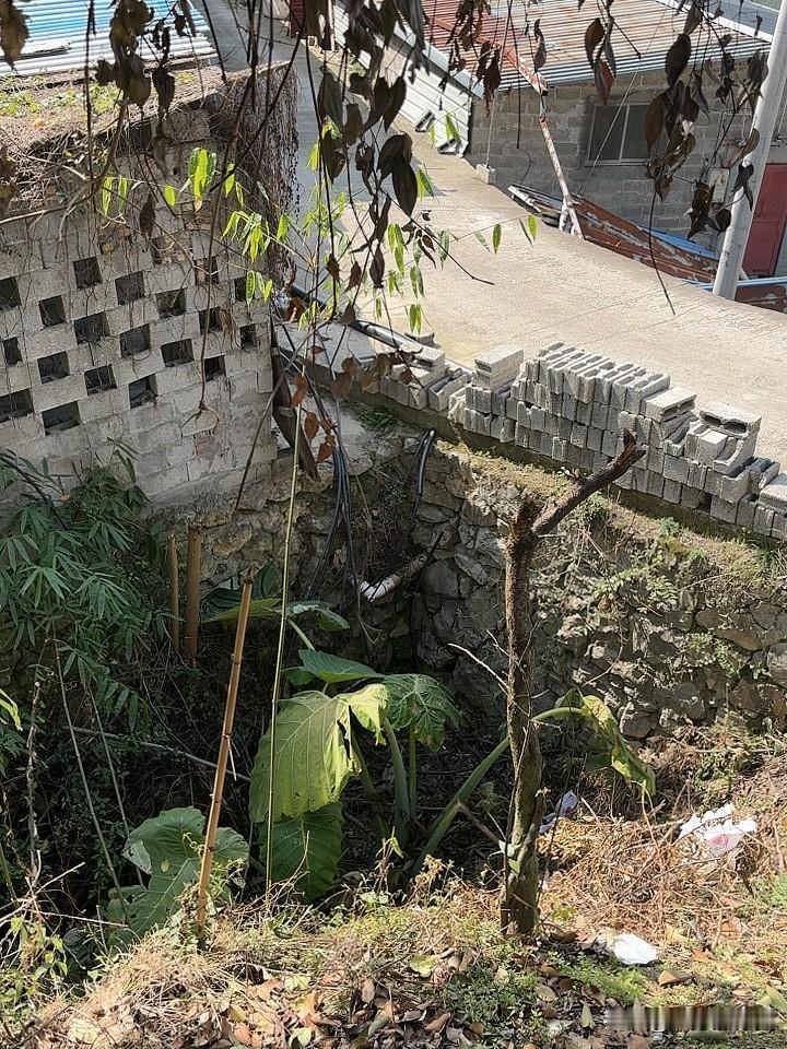 这是什么植物，突然搞忘记了，块头是我看到有史以来最大的