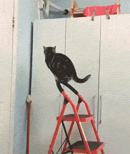一只被迫锻炼引体向上的猫咪 