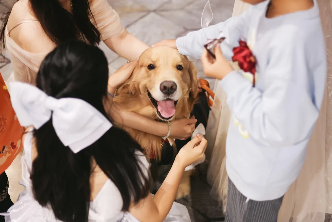 婚礼上，忙碌晕的小狗！