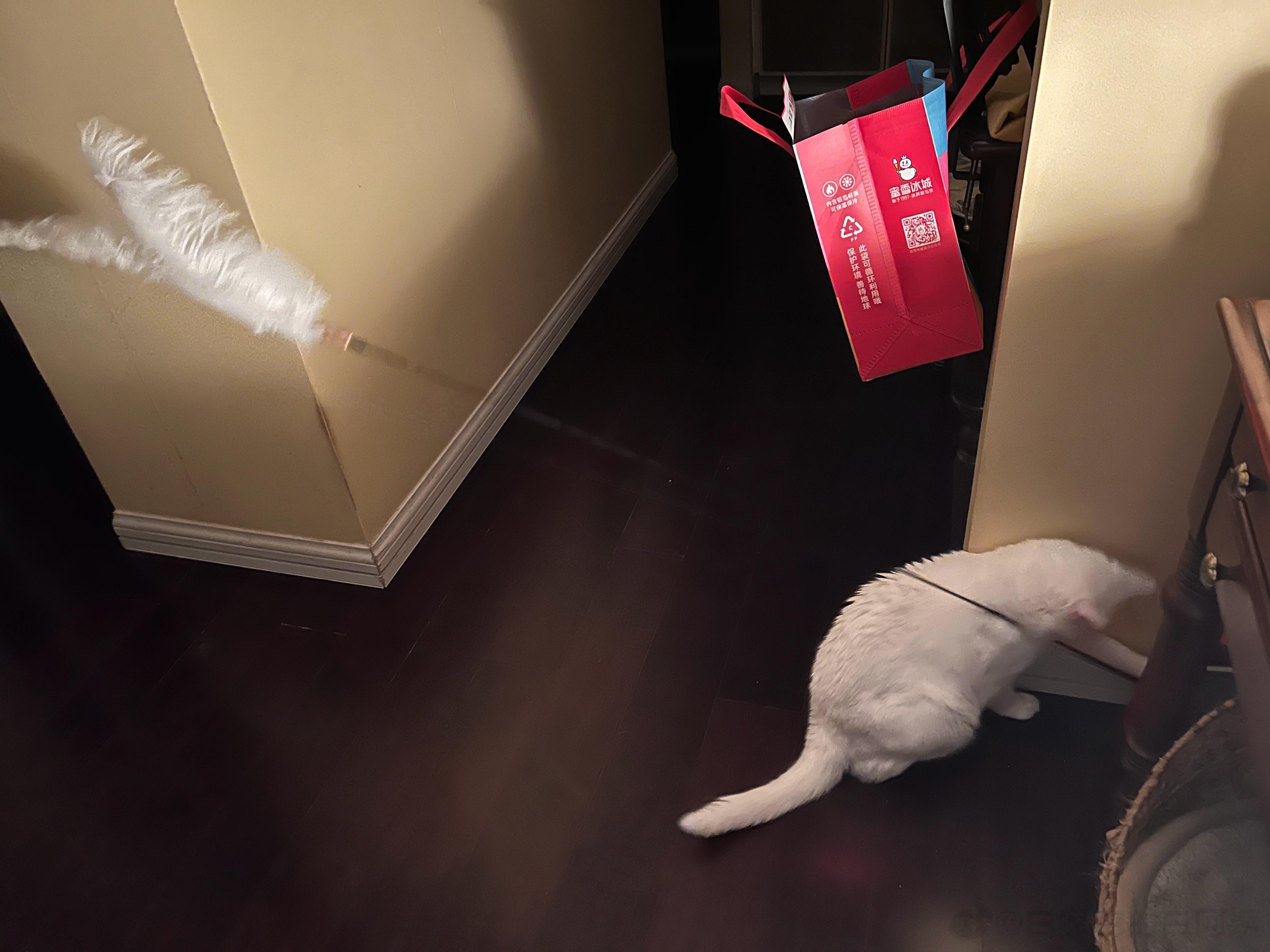 赖赖这个臭孩子，凌晨12点半，还在自助玩逗猫棒[怒骂] ​​​