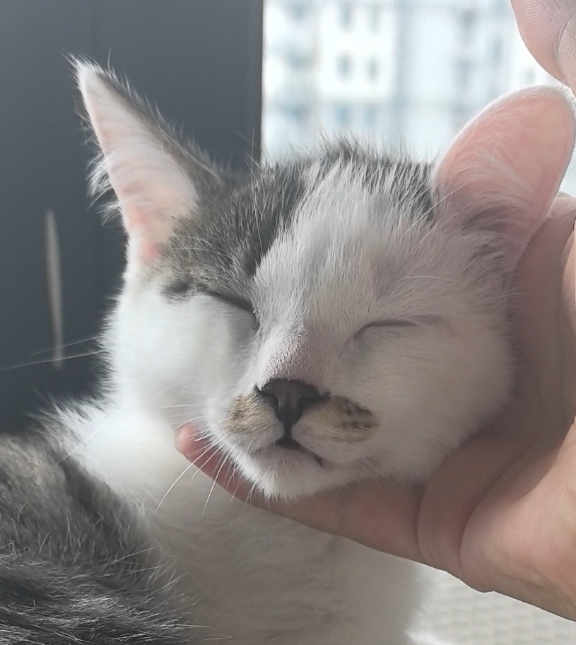此猫是一款新型大耳朵怪叫驴 