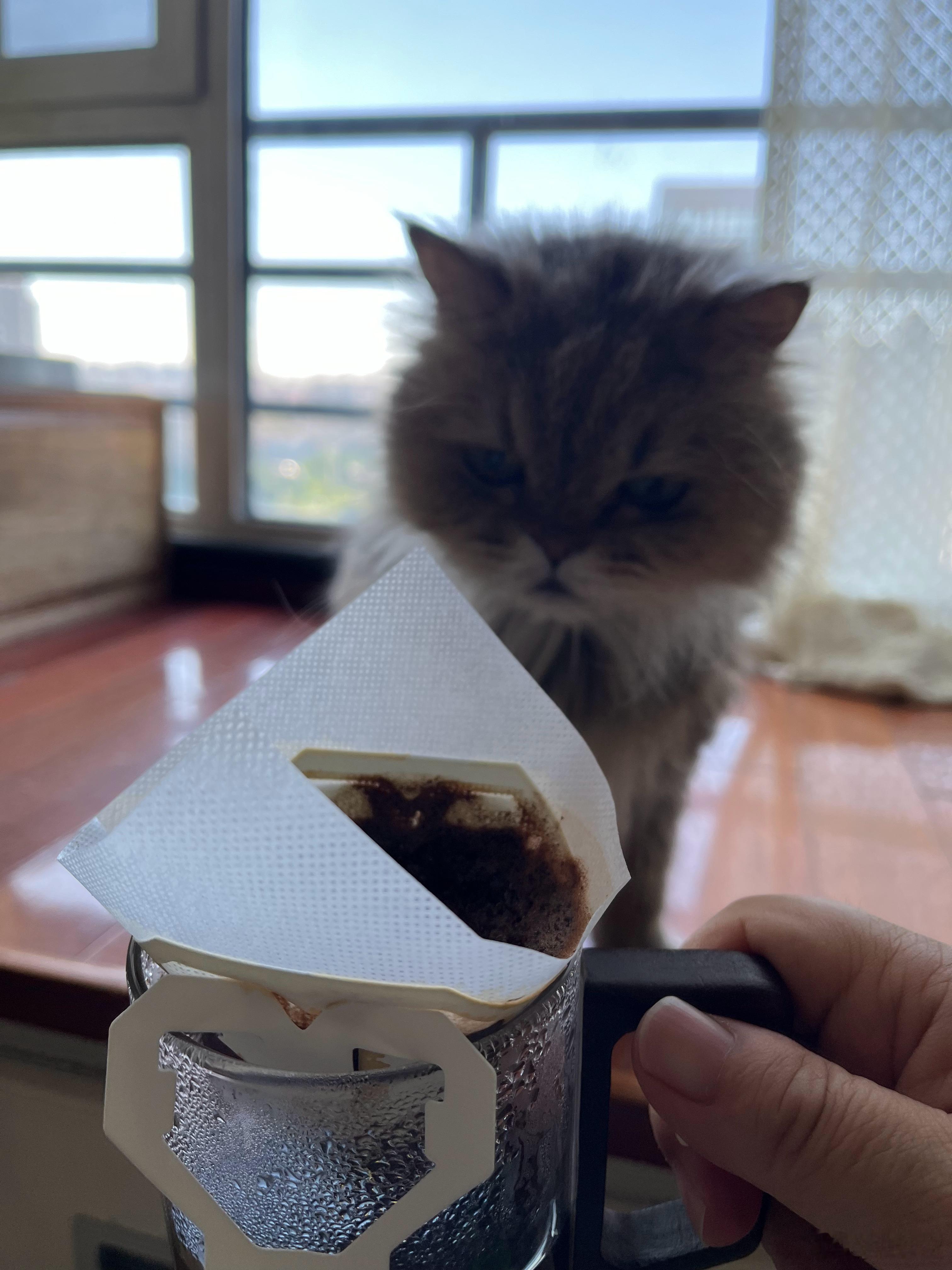 晨曦初透，希爪咖啡的焦香满室。托尼望着阳光在琥珀色液面上化作细碎的光晕，满心尽是