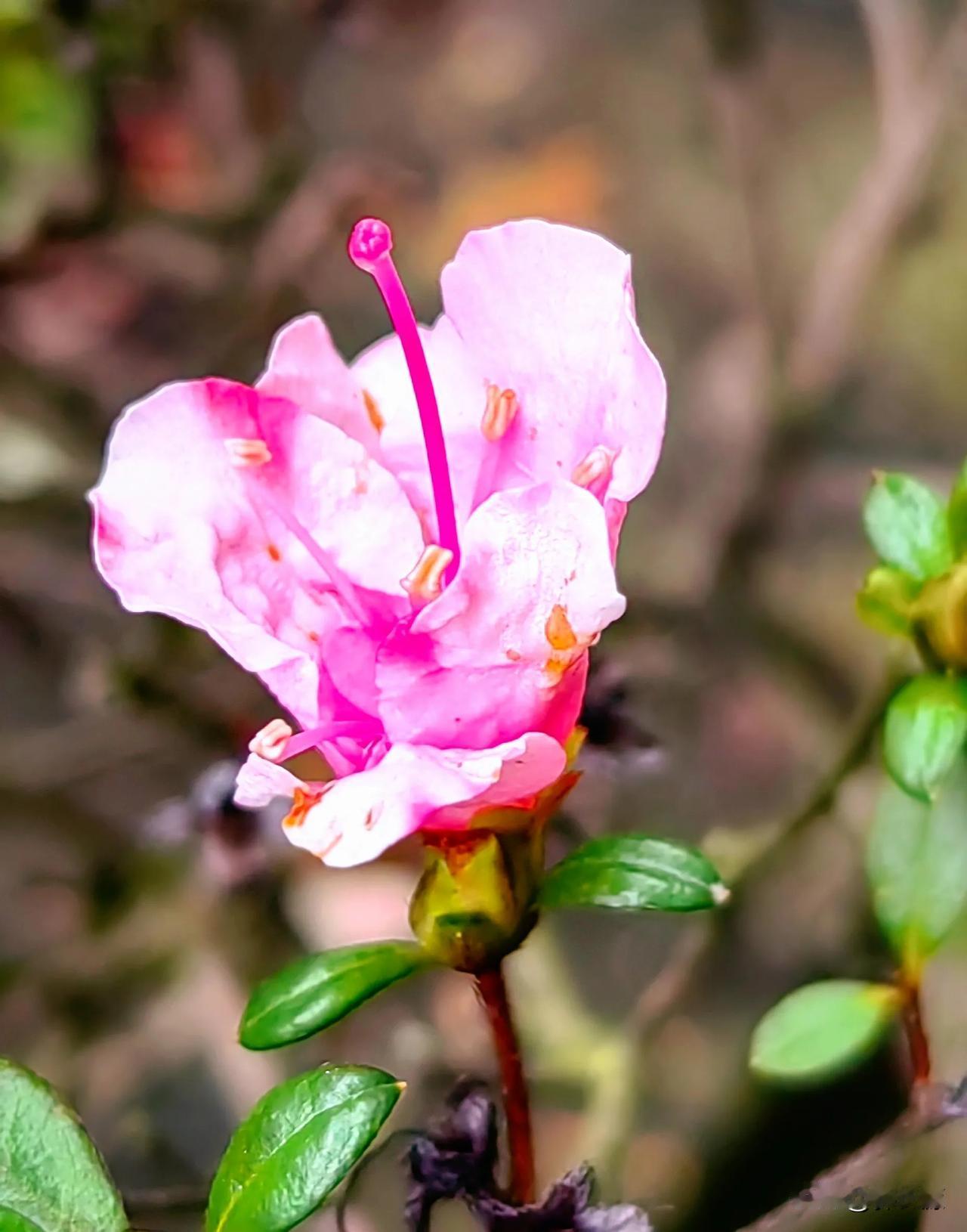 万州区西山公园红阳杜鹃花竞相争艳，花辨沾满雨露珠，鲜艳美丽！