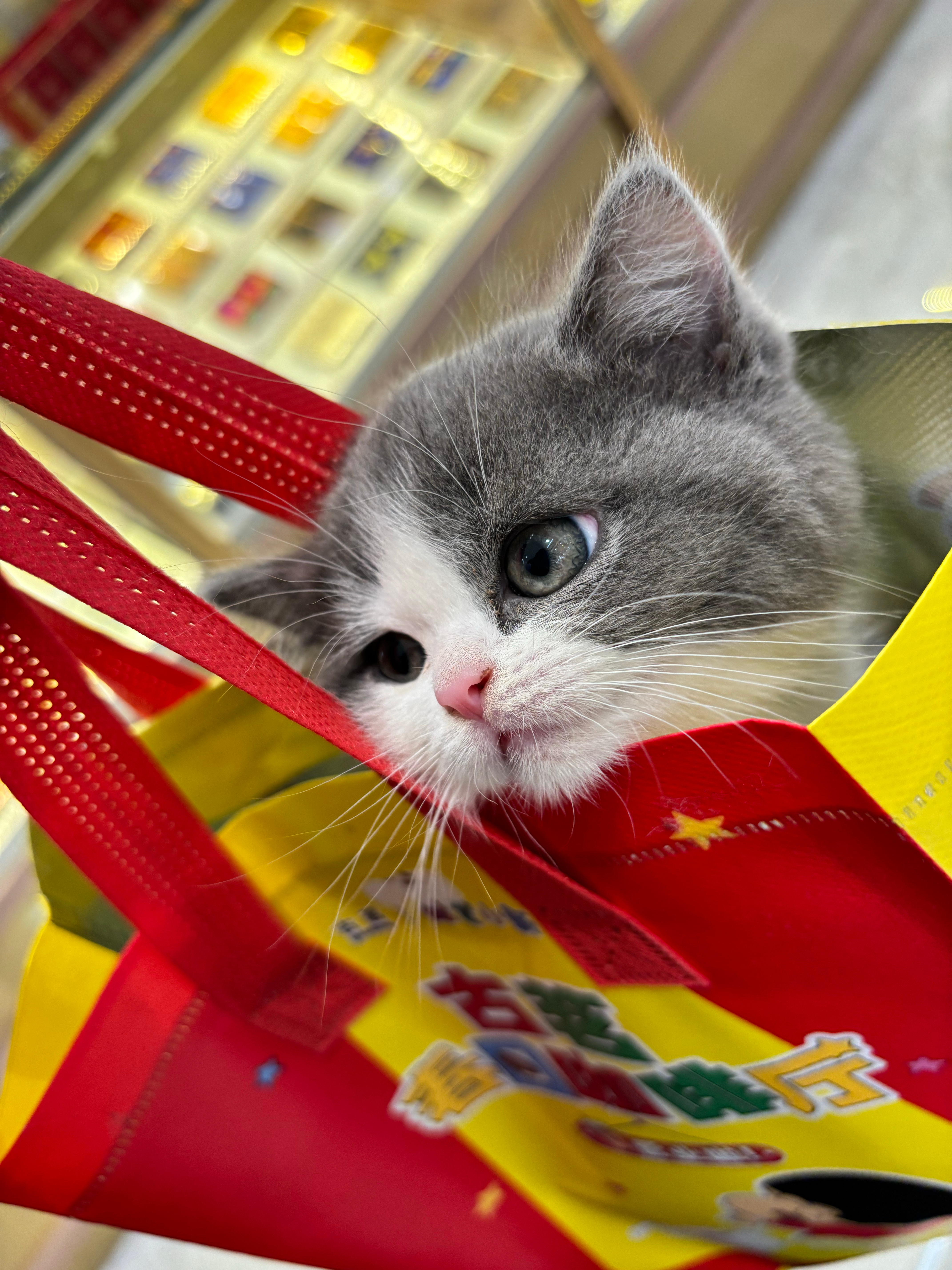 猫包已经进化成这样了咪在哪？放咪出去！！ 