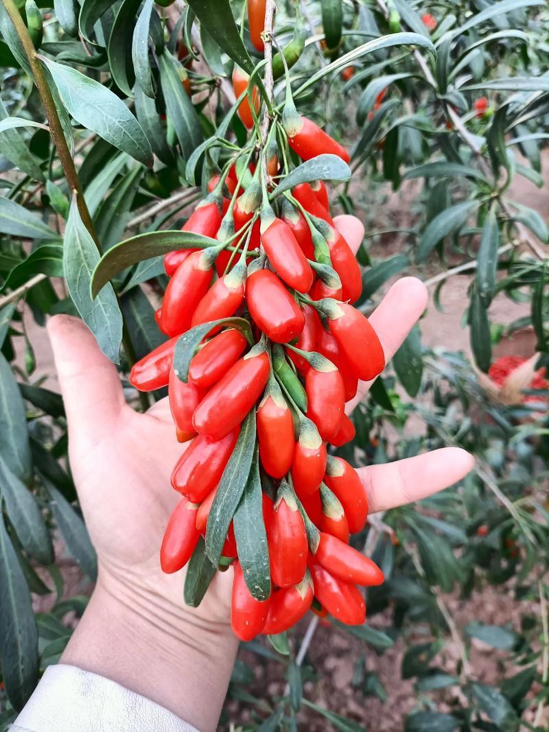 枸杞这样吃，比泡水管用十倍。

人到中年，保温杯里不泡几颗枸杞，都不好意思说自己
